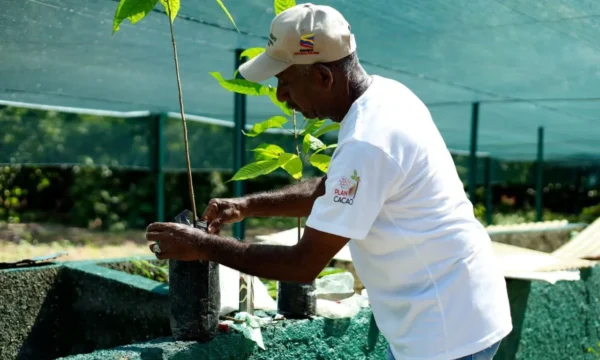Campesino trabajando con una planta de cacao