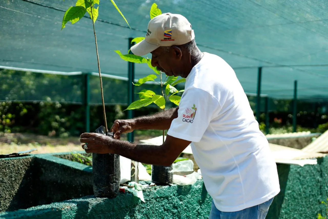 Campesino trabajando con una planta de cacao