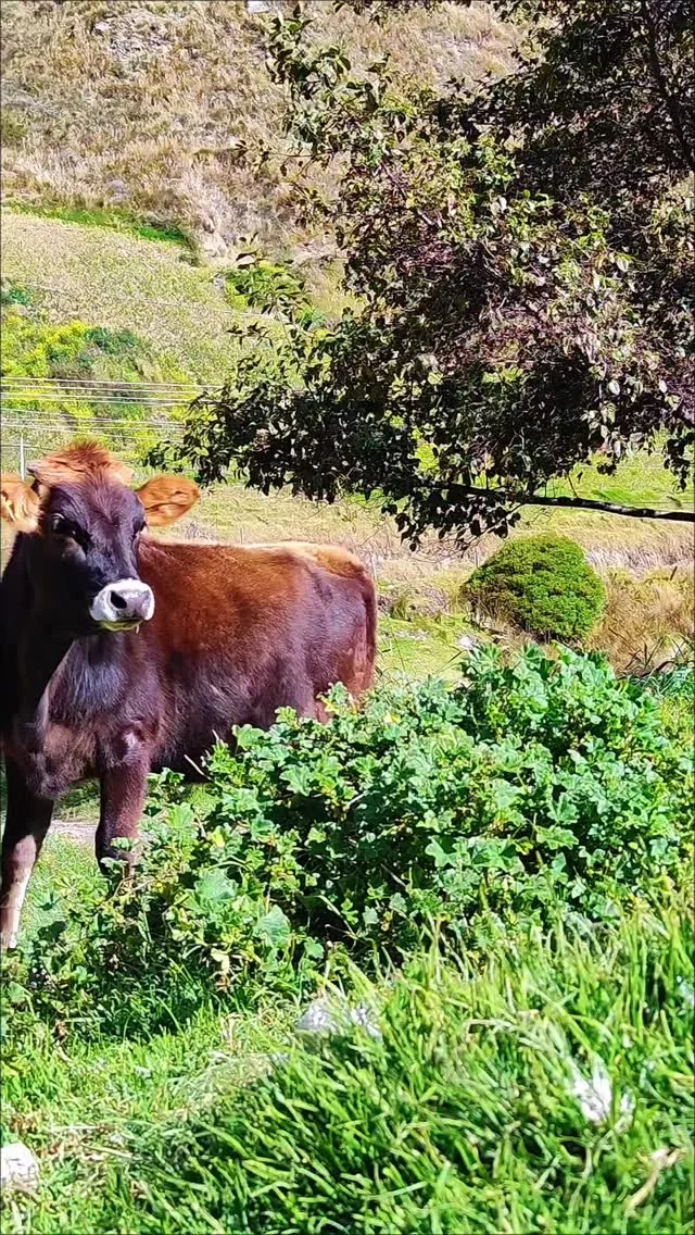 El Laboratorio de Genética y Reproducción Animal del Centro de Biotecnología Agrícola del Instituto Venezolano de Investigaciones Científicas (IVIC), contribuirá con el desarrollo productivo, la seguridad y la soberanía alimentaria del país.

Este espacio, inaugurado por el presidente Nicolás Maduro Moros, responde a la necesidad de acompañar la productividad, resiliencia y sostenibilidad del sector ganadero nacional.

Además, de frenar la degeneración genética que se produce durante cruzamientos indebidos y garantizar especímenes mejorados, fuertes y resistentes a enfermedades degenerativas, plagas, virus, bacterias y a la nueva realidad climática.

#CienciaParaLaVida