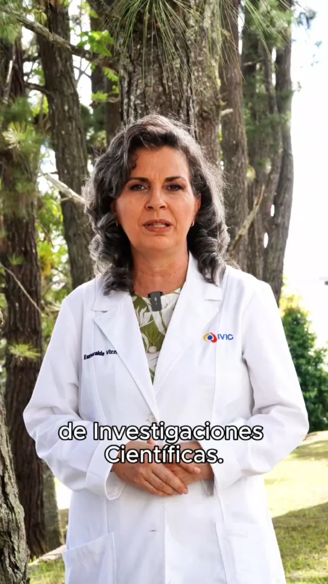 🥼 El Laboratorio de Biología de Virus del Instituto Venezolano de Investigaciones Científicas desarrolla amplios estudios en favor de la vida y la salud del pueblo venezolano.

Uno de estos trabajos lo lidera la Dra. Esmeralda Vizzi. Se trata del proyecto: "Emergencia de rotavirus de tipo G3 equinosímiles en niños de la población venezolana", que permite determinar las características de estos agentes infecciosos, causantes de gastroenteritis virales, para ajustar las estrategias de vacunación a nivel del sector salud y mejorar la protección poblacional.

Investigaciones como estas son fundamentales para Venezuela.

¡Sigamos avanzando con bioética hacia una #CienciaparaLaVida!