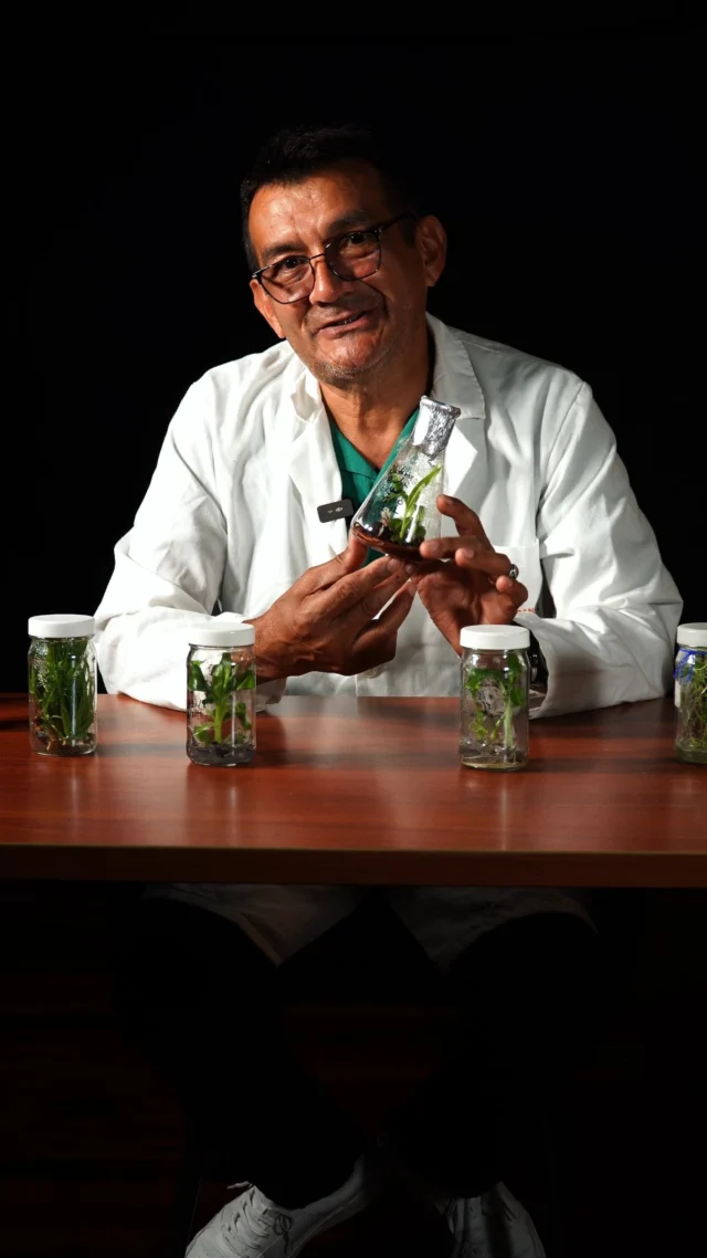 🌱 El desarrollo de herramientas biotecnológicas y técnicas de cultivos de tejidos vegetales, para atender las enfermedades que afectan a las musáceas, es uno de los proyectos que desarrollan investigadores e investigadoras de la Fundación IDEA.

🔬 El Dr. Darío Torrealba, del Laboratorio de Propagación Masiva de Plantas de la Dirección de Agricultura y Soberanía Alimentaria (ASA), lidera estas investigaciones.

Te invitamos a conocer mucho más sobre este gran proyecto científico, sintonizando 5 Minutos de Ciencia, este martes, a las 8:00 de la noche.

📌 Suscríbete a nuestro canal de Youtube: @mincytvenezuela