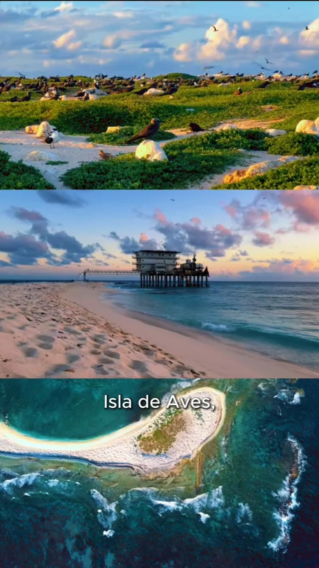 🤔 ¿Qué tienen en común Isla de Aves, Los Roques, La Blanquilla y el Parque Nacional Morrocoy?

🪸 Además de ser grandes ecosistemas marinos, cuentan con arrecifes de coral que son de gran valor para Venezuela y la región del Caribe.

Su estudio y protección son objeto de proyectos científicos. Uno de ellos desarrollado por el equipo de investigadores del Centro de Oceanología y Estudios Antárticos del IVIC, conocido como: Estabilidad tectono-sedimentaria de los arrecifes de Venezuela.

🔬 Con apoyo en la microscopía, geología, geoquímica y biología logran hacer estudios especializados para comprender la evolución de estos ecosistemas y el impacto de la crisis climática global.

#cienciaparalavida