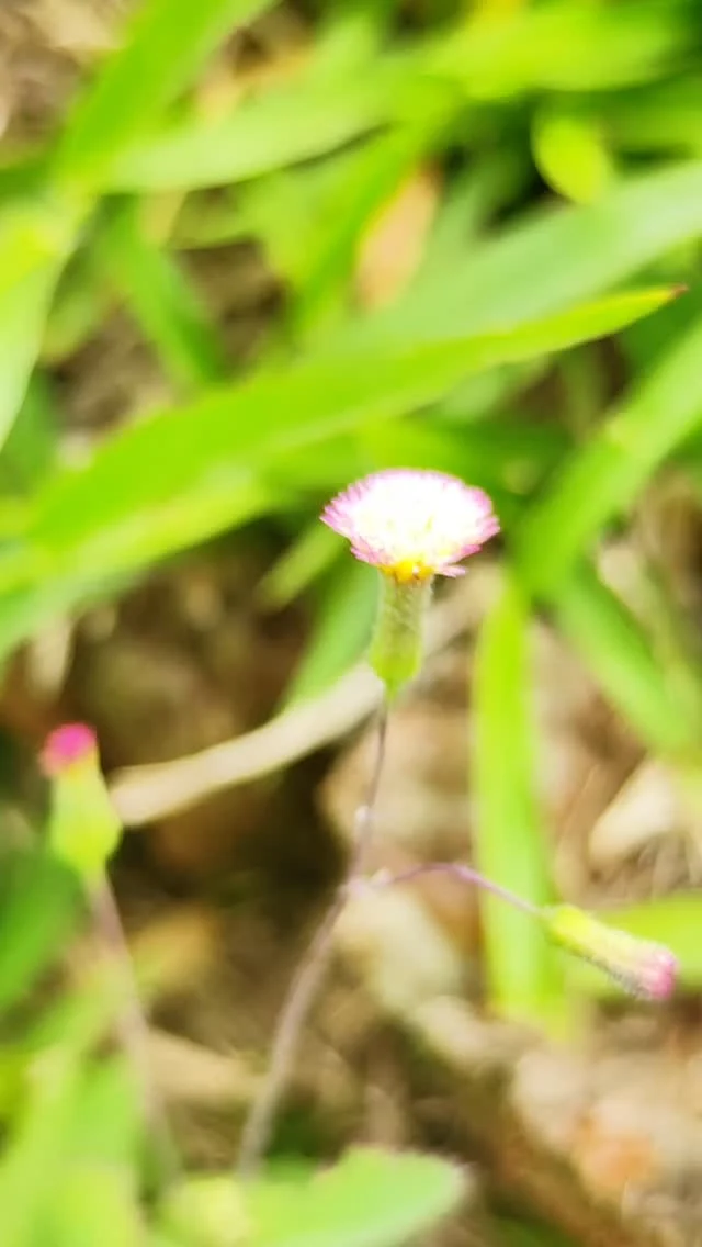 Desde el Centro de Ecología del IVIC, investigadores trabajan en un proyecto que busca fortalecer el conocimiento sobre especies y ecosistemas venezolanos mediante la participación de toda la sociedad.

La iniciativa, financiada por el Fonacit y alineada con la Ley del Plan de las Siete Transformaciones y la Gran Misión Ciencia, Tecnología e Innovación Dr. Humberto Fernández-Morán, promueve el uso de tecnologías abiertas para que cualquier persona pueda registrar especies desde su entorno y contribuir al conocimiento científico nacional.

Este proyecto apunta a crear una base de datos geoespaciales de acceso público, analizar el riesgo de especies y ecosistemas, especialmente en las islas venezolanas y fortalecer y estandarizar las colecciones biológicas del IVIC.

El IVIC cuenta actualmente con 23 colecciones biológicas, fundamentales para el estudio y conservación de la biodiversidad del país.

Porque no es posible conservar lo que no se conoce.

#CienciaParaLaVida